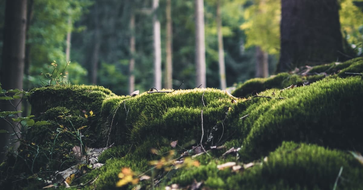 AI nella Pubblica Amministrazione italiana: cosa funziona davvero